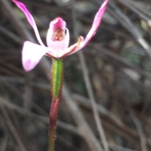 Caladenia fuscata at Point 5829 - suppressed