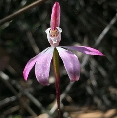 Caladenia fuscata at Point 5829 - 17 Oct 2016