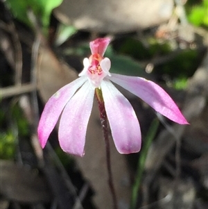 Caladenia fuscata at Point 5829 - suppressed