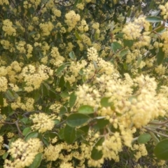 Pomaderris intermedia (Golden Pomaderris) at O'Connor, ACT - 17 Oct 2016 by MichaelMulvaney