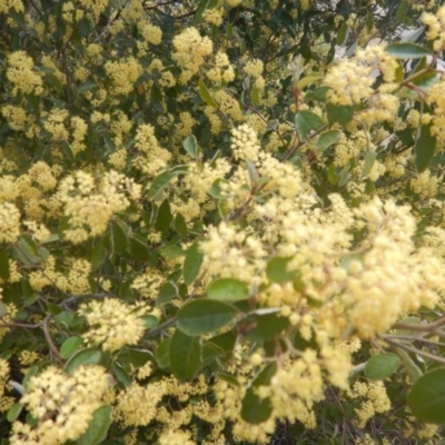 Pomaderris intermedia (Golden Pomaderris) at O'Connor, ACT - 17 Oct 2016 by MichaelMulvaney