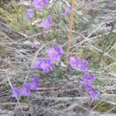 Thysanotus patersonii (Twining Fringe Lily) at Acton, ACT - 17 Oct 2016 by MichaelMulvaney