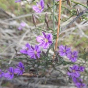 Thysanotus patersonii at Acton, ACT - 17 Oct 2016 02:28 PM