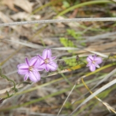Thysanotus patersonii (Twining Fringe Lily) at Black Mountain - 17 Oct 2016 by MichaelMulvaney