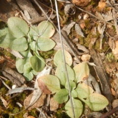 Speculantha rubescens (Blushing Tiny Greenhood) at Point 82 - 17 Oct 2016 by MichaelMulvaney