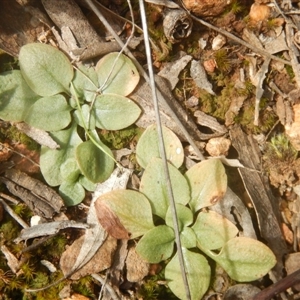 Speculantha rubescens at Point 82 - 17 Oct 2016