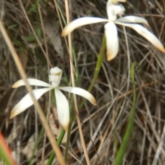 Caladenia ustulata (Brown Caps) at Black Mountain - 17 Oct 2016 by MichaelMulvaney