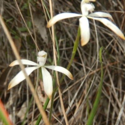 Caladenia ustulata (Brown Caps) at Black Mountain - 17 Oct 2016 by MichaelMulvaney