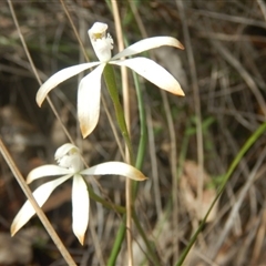 Caladenia ustulata at Undefined Area - suppressed