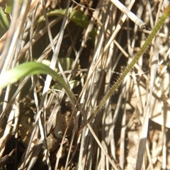 Caladenia ustulata at Undefined Area - suppressed