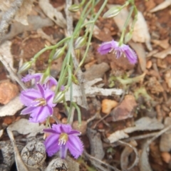 Thysanotus patersonii (Twining Fringe Lily) at Black Mountain - 17 Oct 2016 by MichaelMulvaney