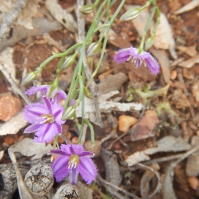 Thysanotus patersonii (Twining Fringe Lily) at O'Connor, ACT - 17 Oct 2016 by MichaelMulvaney