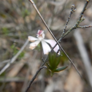 Caladenia fuscata at Point 82 - 17 Oct 2016