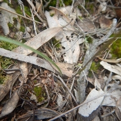 Caladenia fuscata at Point 82 - 17 Oct 2016