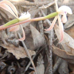 Caladenia ustulata at Point 82 - 17 Oct 2016