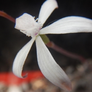 Caladenia ustulata at Point 82 - 17 Oct 2016