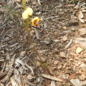 Diuris nigromontana at Point 82 - 17 Oct 2016