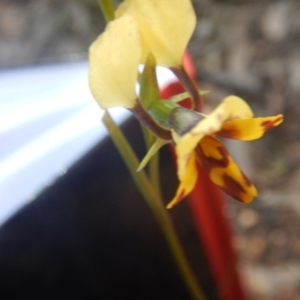 Diuris nigromontana at Undefined Area - suppressed