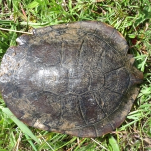 Chelodina longicollis at Gungahlin, ACT - 13 Oct 2016