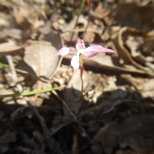 Caladenia fuscata at Point 82 - 17 Oct 2016