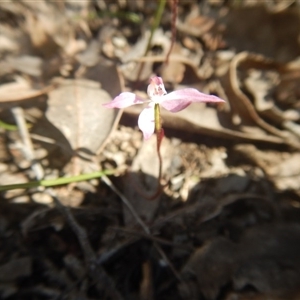 Caladenia fuscata at Undefined Area - suppressed