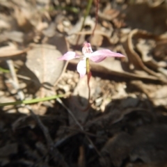 Caladenia fuscata (Dusky Fingers) at Canberra Central, ACT - 17 Oct 2016 by MichaelMulvaney