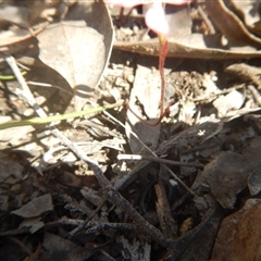 Caladenia fuscata at Point 82 - 17 Oct 2016