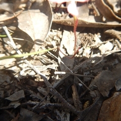 Caladenia fuscata at Undefined Area - suppressed
