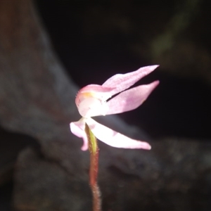 Caladenia fuscata at Point 82 - 17 Oct 2016