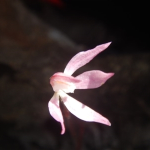 Caladenia fuscata at Point 82 - 17 Oct 2016