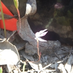 Caladenia fuscata at Point 82 - 17 Oct 2016