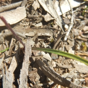 Caladenia fuscata at Point 82 - 17 Oct 2016