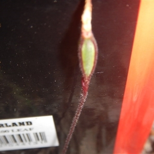 Caladenia fuscata at Point 82 - 17 Oct 2016