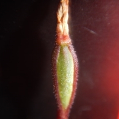 Caladenia fuscata at Undefined Area - suppressed