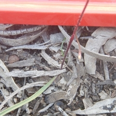 Caladenia fuscata at Point 82 - 17 Oct 2016