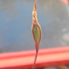 Caladenia fuscata at Point 82 - 17 Oct 2016