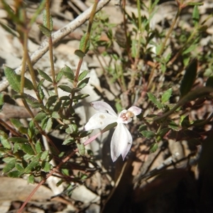 Caladenia fuscata at Point 78 - 17 Oct 2016