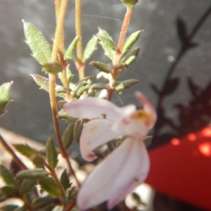 Caladenia fuscata at Point 78 - 17 Oct 2016