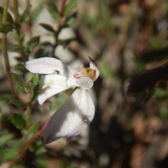 Caladenia fuscata at Point 78 - 17 Oct 2016