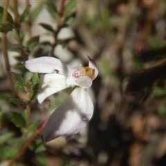 Caladenia fuscata at Undefined Area - suppressed