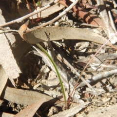 Caladenia fuscata at Point 78 - 17 Oct 2016