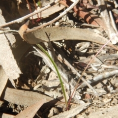 Caladenia fuscata at Undefined Area - suppressed
