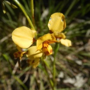 Diuris nigromontana at O'Connor, ACT - 17 Oct 2016