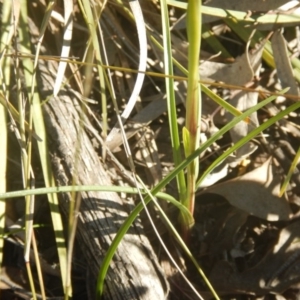 Diuris nigromontana at O'Connor, ACT - 17 Oct 2016