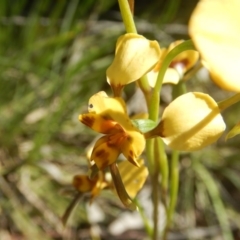 Diuris nigromontana at O'Connor, ACT - 17 Oct 2016