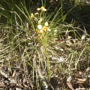 Diuris nigromontana at O'Connor, ACT - 17 Oct 2016