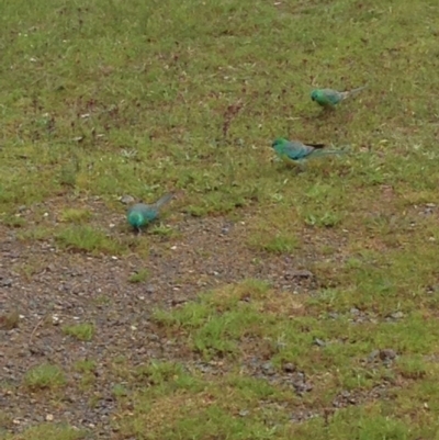 Psephotus haematonotus (Red-rumped Parrot) at Forde, ACT - 17 Oct 2016 by lhowell