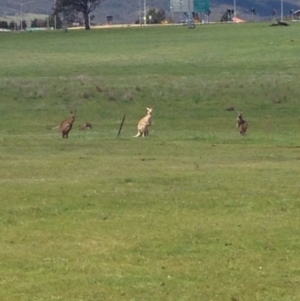 Macropus giganteus at Gungahlin, ACT - 17 Oct 2016 12:37 PM