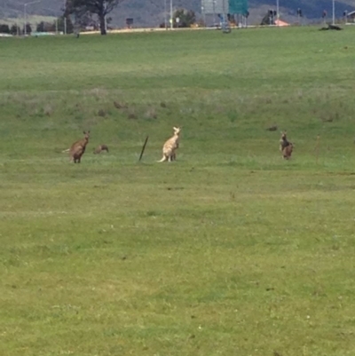 Macropus giganteus (Eastern Grey Kangaroo) at Gungahlin, ACT - 17 Oct 2016 by lhowell