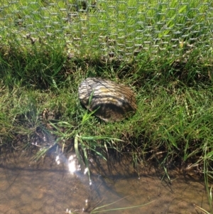 Chelodina longicollis at Gungahlin, ACT - 17 Oct 2016 12:44 PM